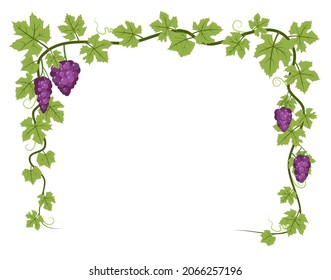 Rectangular Frame. Vine with foliage and bunches of grapes. Viticulture and farming. Branches with berries on a dense bush. Young vineyard. Sweet autumn harvest. Isolated on white background. Vector
