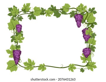 Rectangular Frame. Vine with foliage and bunches of grapes. Viticulture and farming. Branches with berries on a dense bush. Young vineyard. Sweet autumn harvest. Isolated on white background. Vector