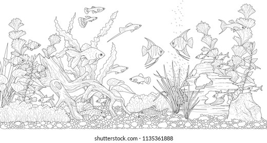 Rectangular horizontal aquarium with plants, accessories and fishes. Monochrome illustration  of underwater landscape for coloring

