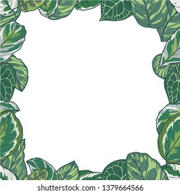 Rectangular vector border with tropical plant leaves like Prayer Plant, Monstera and Pothos