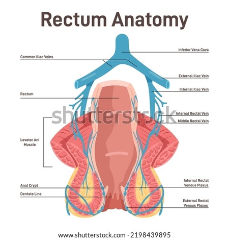 Rectum anatomy. Human anus cross-section anatomy with the internal and external sphincter' muscles and veins. Flat vector illustration