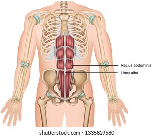 Rectus abdominis muscle 3d medical vector illustration