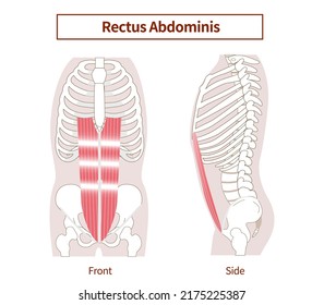 Rectus Abdominis Muscles Illustration Abdominal Muscle Stock Vector ...