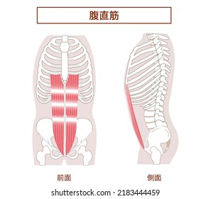 Rectus Abdominis Muscles Illustration of Abdominal Muscle Groups Lateral and Frontal Views
[Translation: Illustration of abdominal muscles, rectus abdominis]