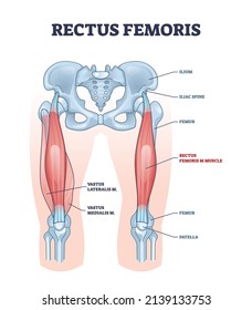 Rectus femoris muscle as one of quadriceps muscular group outline diagram. Labeled educational scheme with skeletal upper leg anatomy vector illustration. Body vastus lateralis and medialis location.