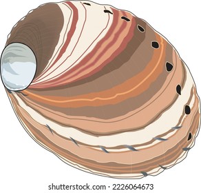 Red Abalone Shell Vector Illustration