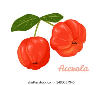 Red Acerola berries isolated on a white background. Vector illustration of barbados cherry and green leaves. Superfood icon in cartoon flat style.