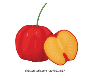 Red acerola berry. Barbados cherry. Illustration of exotic fruits.