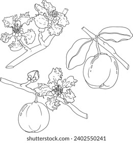 Red acerola berry, barbados cherry, Malpighia emarginata. Illustration of exotic superfood, fruits. Hand drawn line objects 