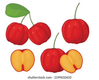 Red acerola berry set. Barbados cherry. Illustration of exotic fruits.