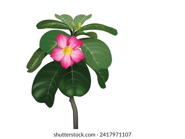 Red adenium flower plant vector illustration with isolated on white background