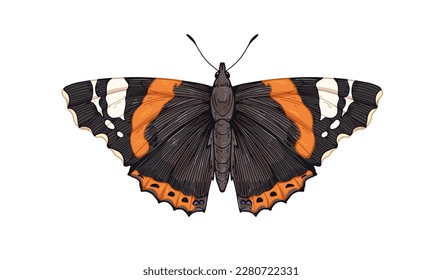 Red admiral admirable, butterfly species. Vanessa Atalanta, flying insect, pretty moth with wings drawn in vintage retro realistic style. Vector drawing, illustration isolated on white background