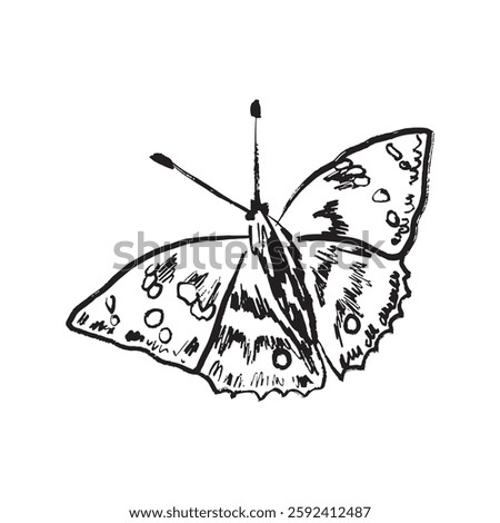Red admiral butterfly insect drawing in black brush stroke texture isolated on white background. Hand drawn vector sketch illustration in vintage charcoal ink. Springtime symbol, lightness, flying