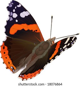 Red admiral butterfly, Vanessa atalanta (lat.)