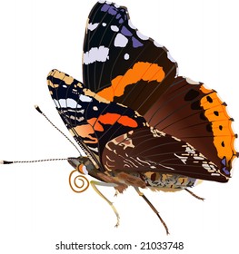 Red admiral butterfly, Vanessa atalanta (lat.)