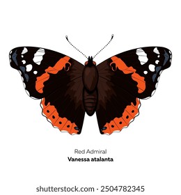 Red admiral, Vanessa atalanta butterfly. Vector illusrtation isolated on white background