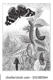 Red Admiral Vanessa atalanta  showing development  (1) Early Instar  (2) Late Instar (3) Pupa (4) Chrysalis (5 6) Nymph    (6) Imago vintage illustration  Dictionary Words   Things 1895