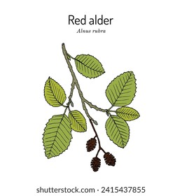 Red alder (Alnus rubra), ornamental 
 and medicinal plant. Hand drawn botanical vector illustration