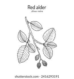 Red alder (Alnus rubra), ornamental and medicinal plant. Hand drawn botanical vector illustration