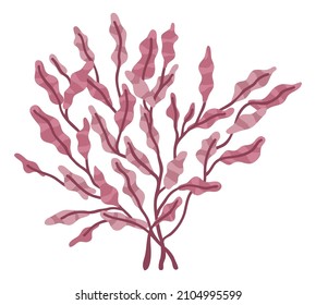 Red algae. Ocean bottom plant. Phyllophlora seaweed