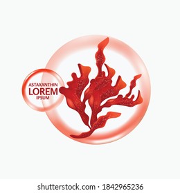 red algae, Seaweed vector illustration