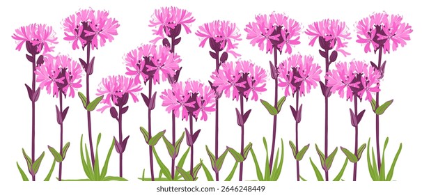 vermelho Flores de mosca-mosca alpina, Silene suecica, vetor desenhando plantas selvagens no fundo branco, elementos florais, ilustração botânica desenhada à mão