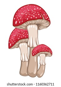 Red amanita mushrooms. Isolated vector illustration.