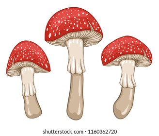 Red amanita mushrooms. Isolated vector illustration.