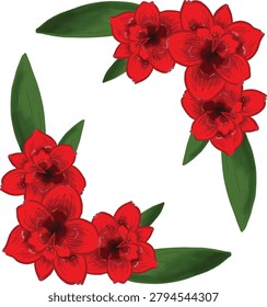 Red Amaryllis Flower Frame vector template