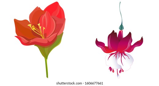 Red Amaryllis. Red Fuchsia. Vector illustration. Isolated illustration element. Floral botanical flower. Wild leaf wildflower isolated. Exotic tropical hawaiian jungle.