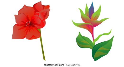 Red Amaryllis. Green bird of paradise. Vector illustration. Isolated illustration element. Floral botanical flower. Wild leaf wildflower isolated. Exotic tropical hawaiian jungle.