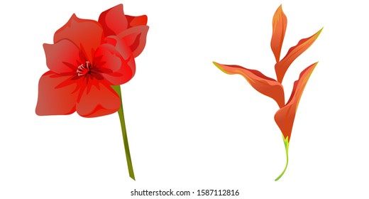 Red Amaryllis. Orange Heliconia. Vector illustration. Isolated illustration element. Floral botanical flower. Wild leaf wildflower isolated. Exotic tropical hawaiian jungle.