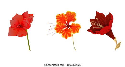 Red Amaryllis. Orange Rose Mallow. Purple Amaryllis. Vector illustration. Isolated illustration element. Floral botanical flower. Wild leaf wildflower isolated. Exotic tropical hawaiian jungle.