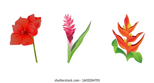 Red Amaryllis. Red and Pink Ginger. Orange Heliconia. Vector illustration. Isolated illustration element. Floral botanical flower. Wild leaf wildflower isolated. Exotic tropical hawaiian jungle.