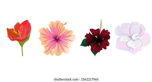 Red Amaryllis. Pink Hibiscus. Red Rose Mallow. White Camellia. Vector illustration. Isolated illustration element. Floral botanical flower. Wild leaf wildflower isolated. Exotic tropical hawaiian.