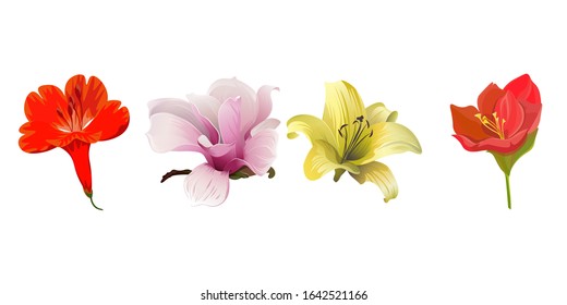 Red Amaryllis. Pink Magnolia. Yellow Lilium. Vector illustration. Isolated illustration element. Floral botanical flower. Wild leaf wildflower isolated. Exotic tropical hawaiian jungle.