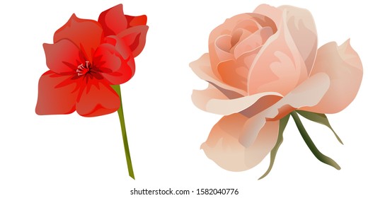 Red Amaryllis. Pink Rose. Vector illustration. Isolated illustration element. Floral botanical flower. Wild leaf wildflower isolated. Exotic tropical hawaiian jungle.