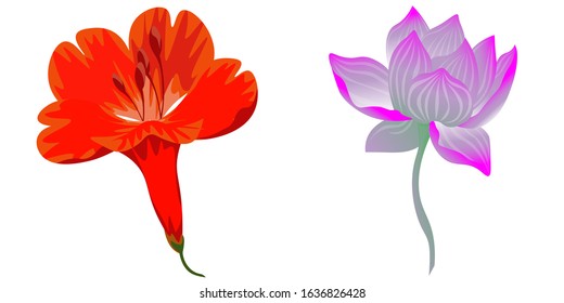Red Amaryllis. Purple Lotus. Vector illustration. Isolated illustration element. Floral botanical flower. Wild leaf wildflower isolated. Exotic tropical hawaiian jungle.