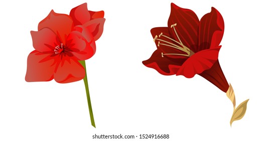 Red Amaryllis. Purple Amaryllis. Vector illustration. Isolated illustration element. Floral botanical flower. Wild leaf wildflower isolated. Exotic tropical hawaiian jungle.