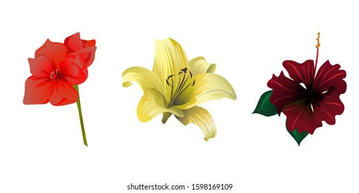 Red Amaryllis. Yellow Lilium. Red Rose Mallow. Vector illustration. Isolated illustration element. Floral botanical flower. Wild leaf wildflower isolated. Exotic tropical hawaiian jungle.