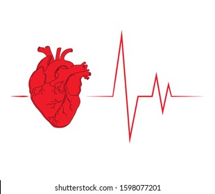 Red Anatomical Heart Cardiogram Heart Icon Stock Vector (Royalty Free ...