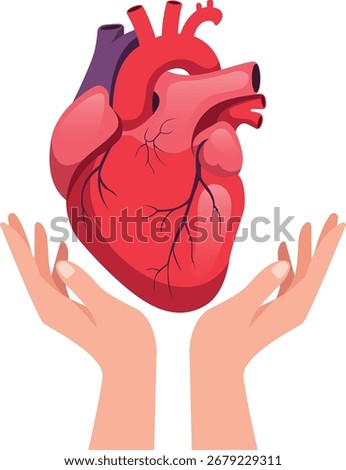 Red anatomical heart held gently by two hands.