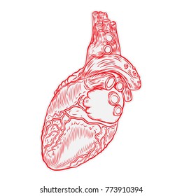 Sketch Human Heart Hand Drawn Anatomical Stock Vector (Royalty Free ...