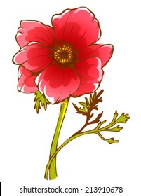 red anemone flower