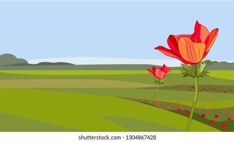 Red anemone flower on green field background. Banner template