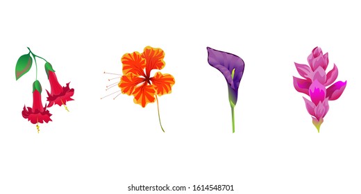 Red Angel Trumpet. Orange Rose Mallow. Purple Calla. Pink Ginger. Vector illustration. Isolated illustration element. Floral botanical flower. Wild leaf wildflower isolated. Exotic tropical hawaiian.