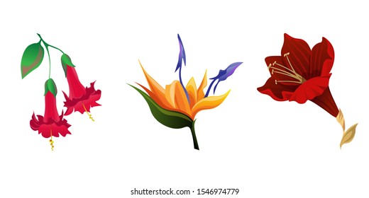 Red Angel Trumpet. Orange Strelitzia. Purple Amaryllis. Vector illustration. Isolated illustration element. Floral botanical flower. Wild leaf wildflower isolated. Exotic tropical hawaiian jungle.