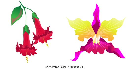 Red Angel Trumpet. Pink Orchid. Vector illustration. Isolated illustration element. Floral botanical flower. Wild leaf wildflower isolated. Exotic tropical hawaiian jungle.