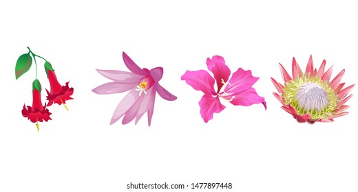 Red Angel Trumpet. Purple Hatiora. Pink Bauhinia Purpurea. Pink Protea. Vector illustration. Isolated illustration element. Floral botanical flower. Wild leaf wildflower isolated. Exotic tropical.