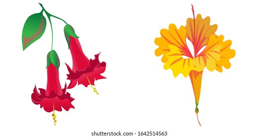 Red Angel Trumpet. Yellow Amaryllis. Vector illustration. Isolated illustration element. Floral botanical flower. Wild leaf wildflower isolated. Exotic tropical hawaiian jungle.